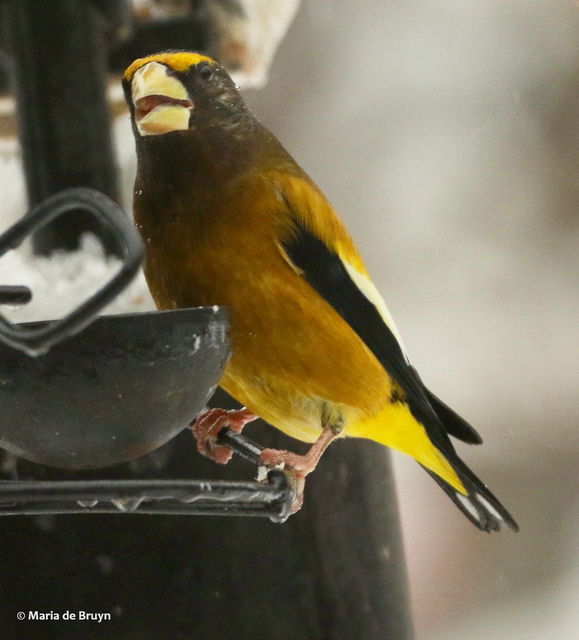 Evening Grosbeak