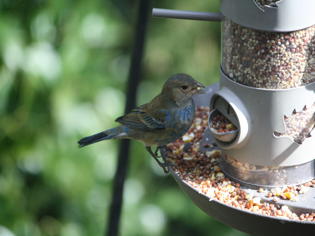 Indigo Bunting