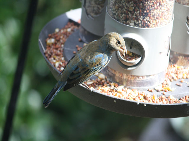 Indigo Bunting