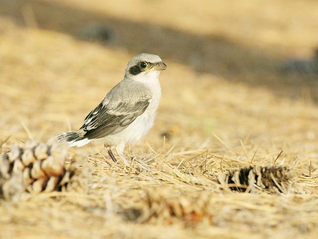 Loggerhead Shrike