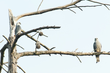 Mississippi Kites