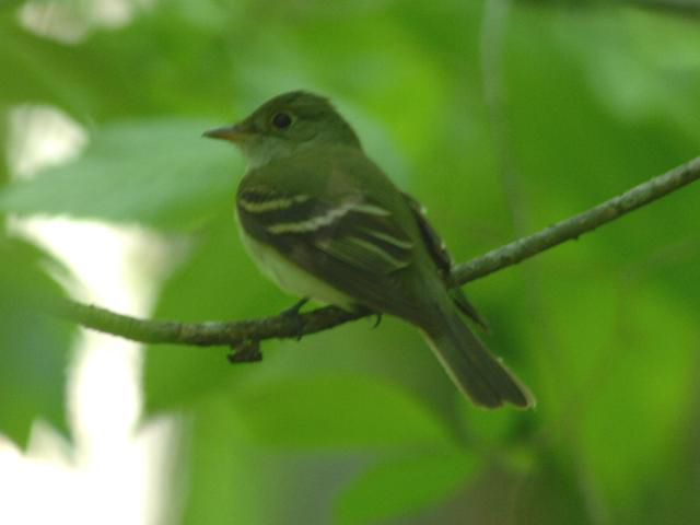 Acadian Flycatcher