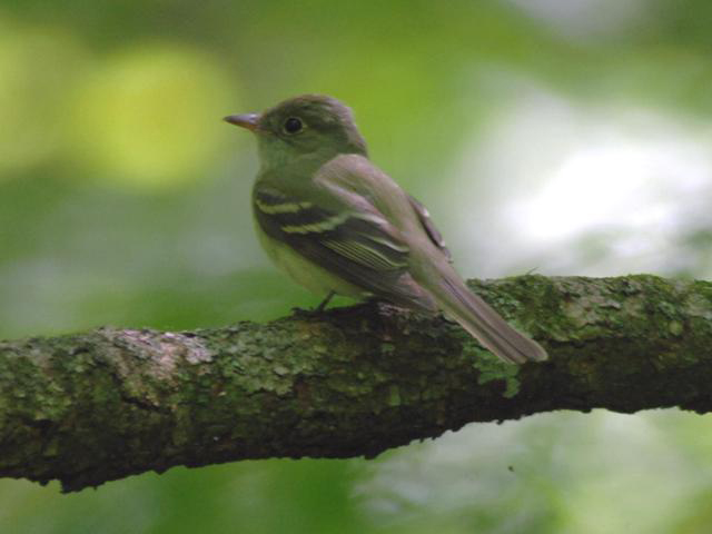 Acadian Flycatcher