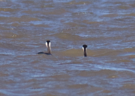 <i>Aechmophorus</i> grebes