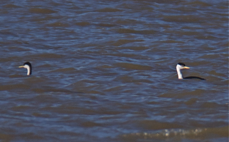 <i>Aechmophorus</i> Grebes
