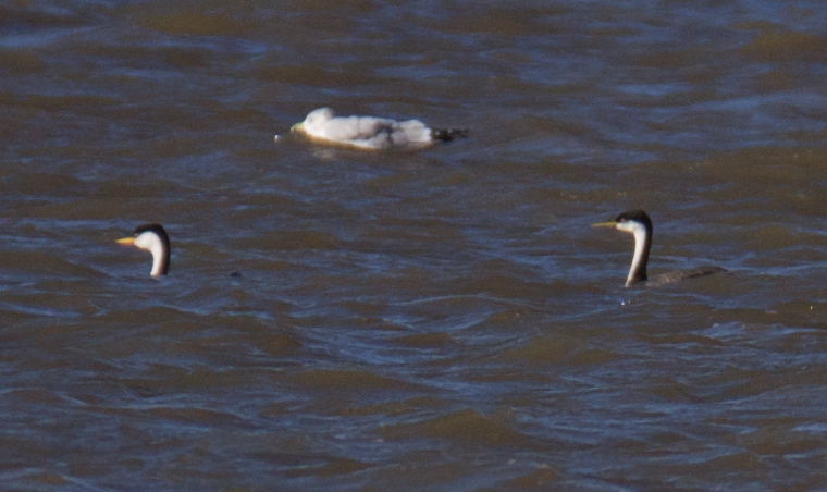 <i>Aechmophorus</i> Grebes