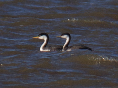 <i>Aechmophorus</i> Grebes