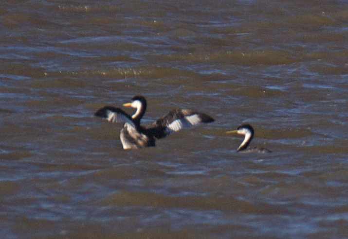 <i>Aechmophorus</i> Grebes