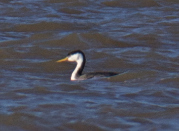 <i>Aechmophorus</i> Grebes
