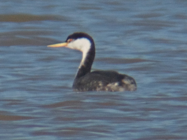 <i>Aechmophorus</i> grebes
