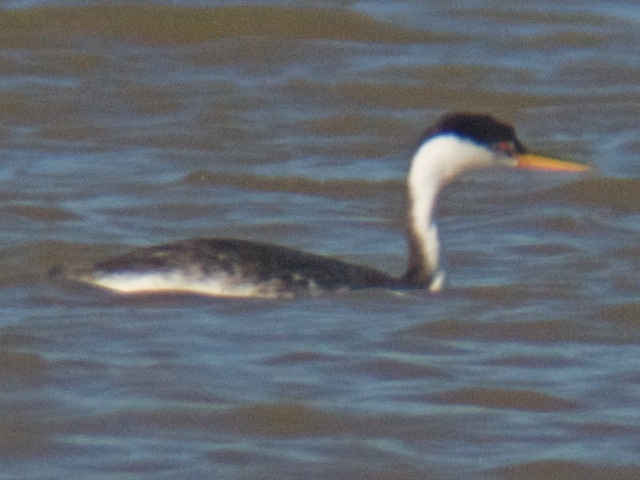 <i>Aechmophorus</i> grebes