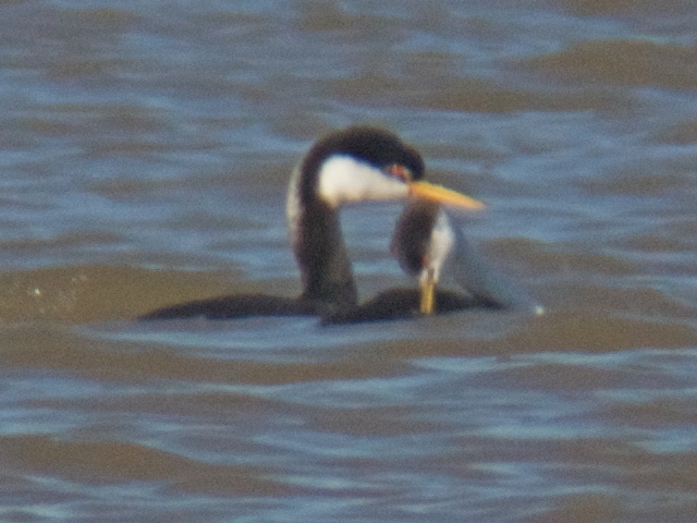 <i>Aechmophorus</i> grebes