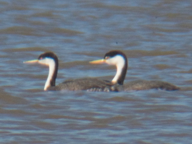 <i>Aechmophorus</i> grebes