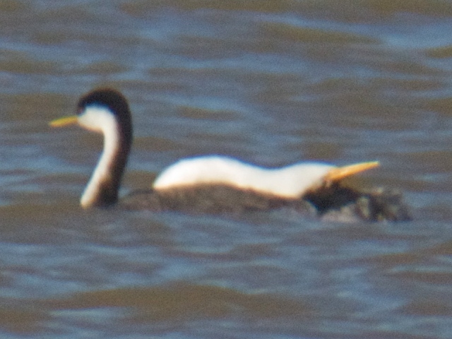 <i>Aechmophorus</i> grebes