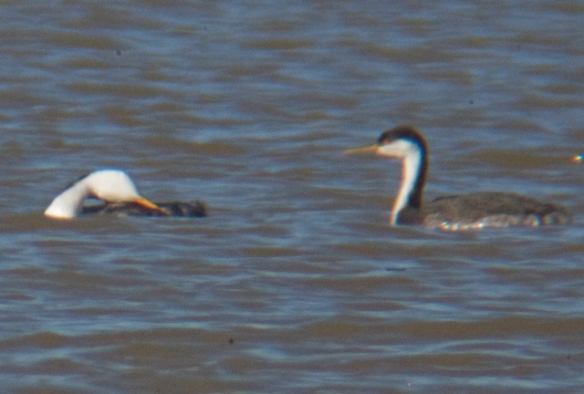 <i>Aechmophorus</i> grebes