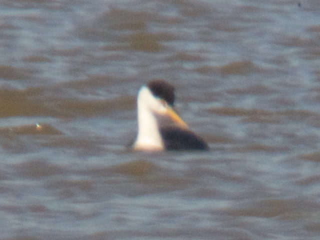 <i>Aechmophorus</i> grebes