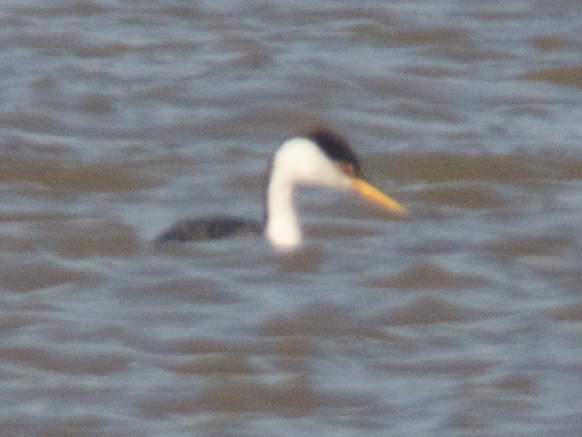 <i>Aechmophorus</i> grebes