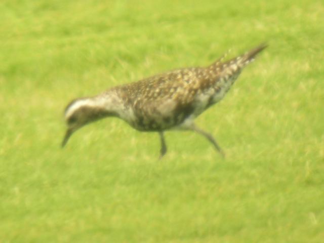 American Golden-Plover