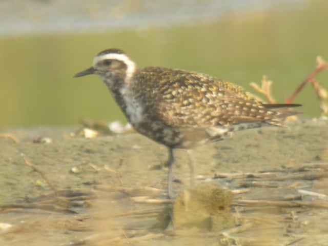 American Golden-Plover