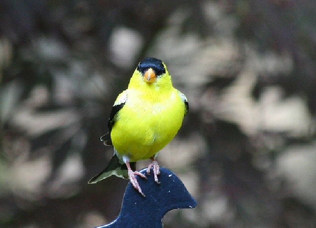 American Goldfinch