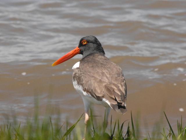 American Oystercatcher