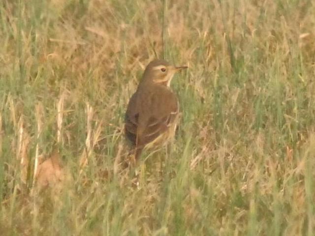 American Pipit