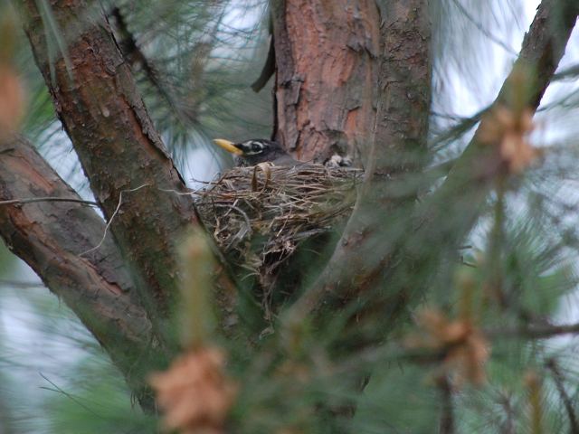 American Robin