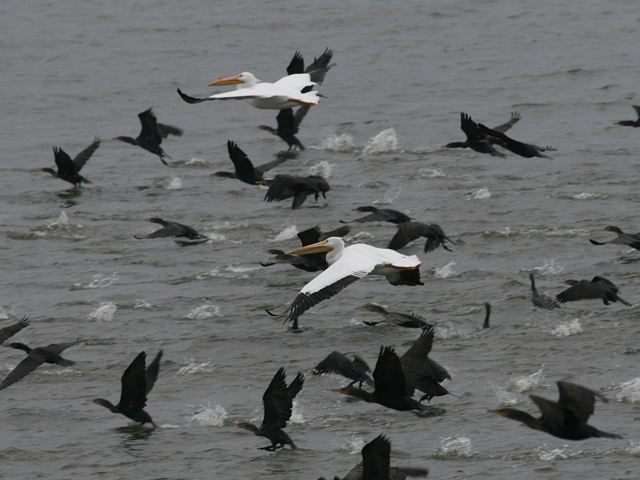 American White Pelicans