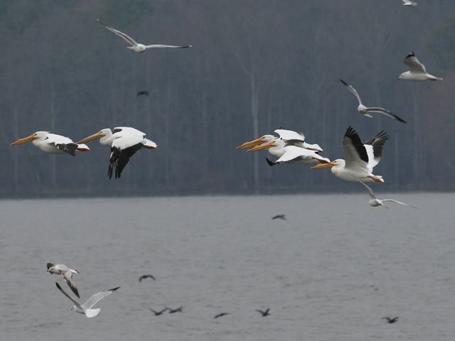 American White Pelicans
