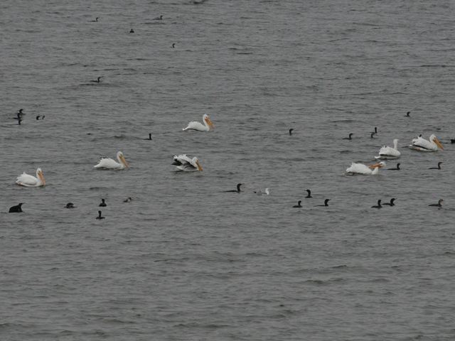 American White Pelicans