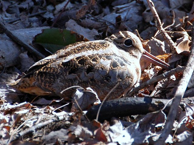 American Woodcock
