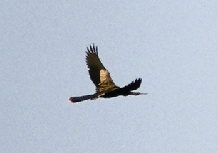 Anhinga