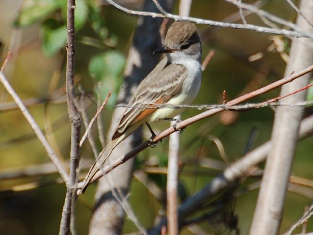 Ash-throated Flycatcher
