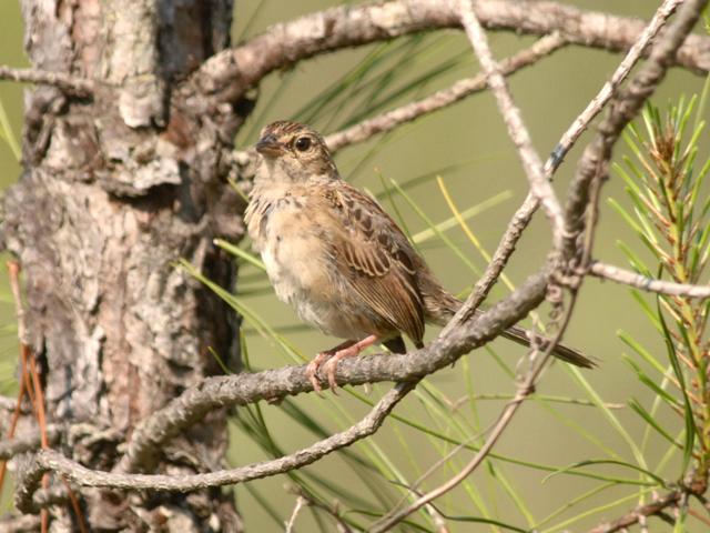 Bachman's Sparrow