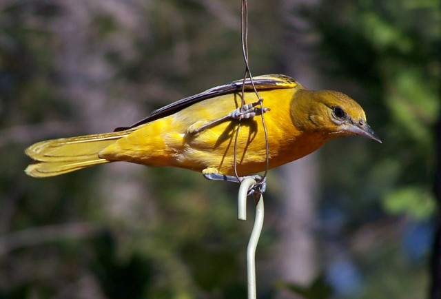 Baltimore Oriole