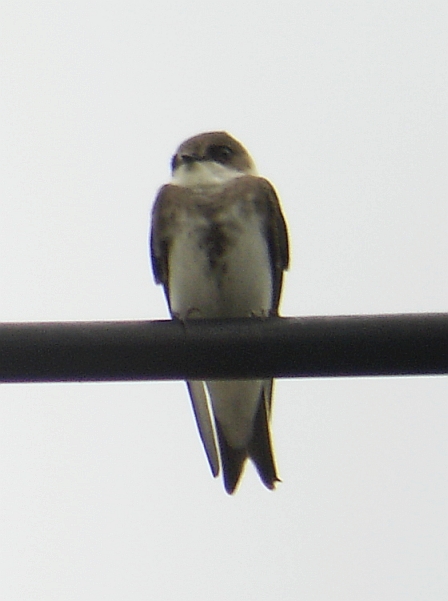 Bank Swallow