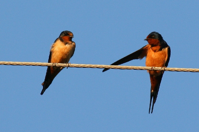 Barn Swallows