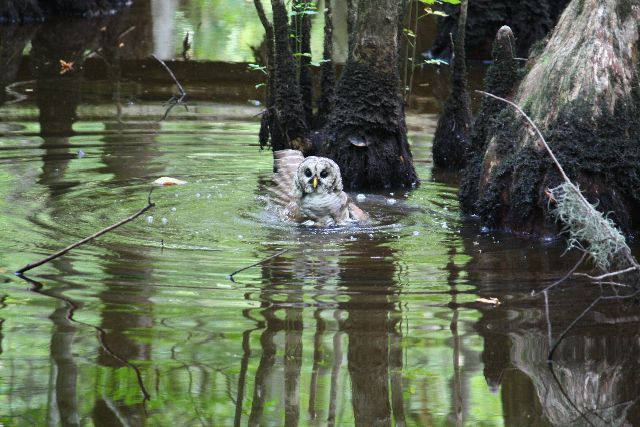 Barred Owl