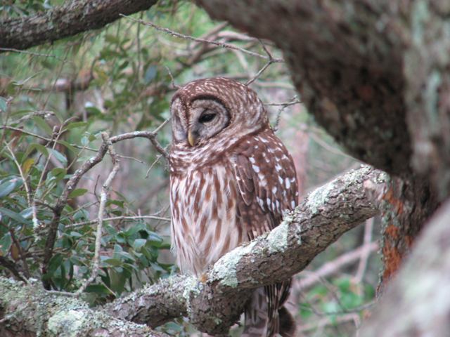 Barred Owl
