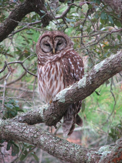 Barred Owl