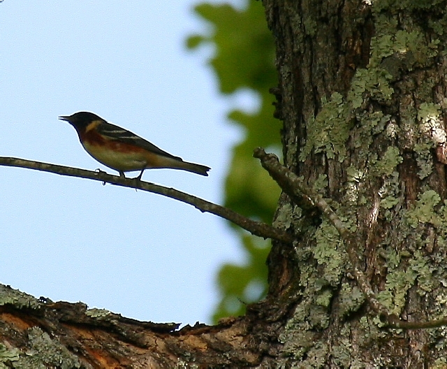 Bay-breasted Warbler