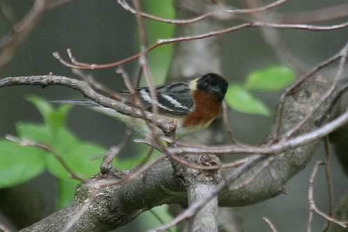 Bay-breasted Warbler