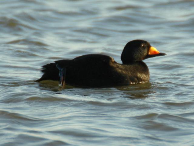 Black Scoter