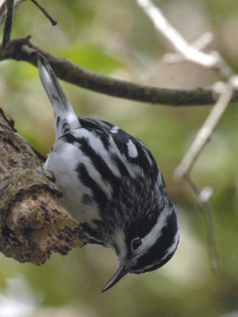 Black-and-white Warbler
