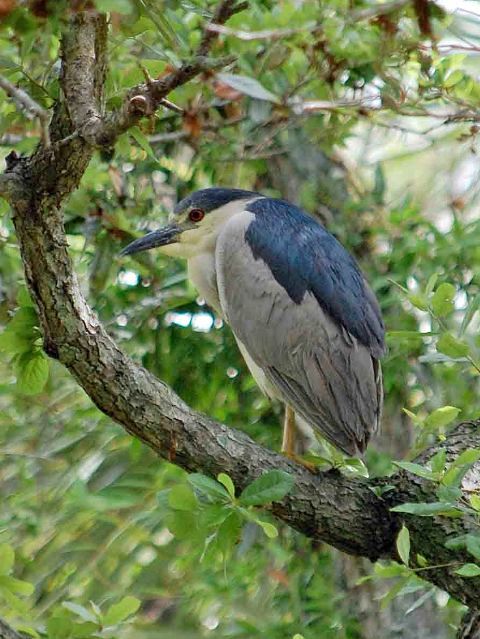 Black-crowned Night-Heron