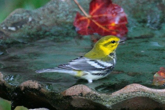 Black-throated Green Warbler