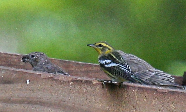 Blackburnian Warbler