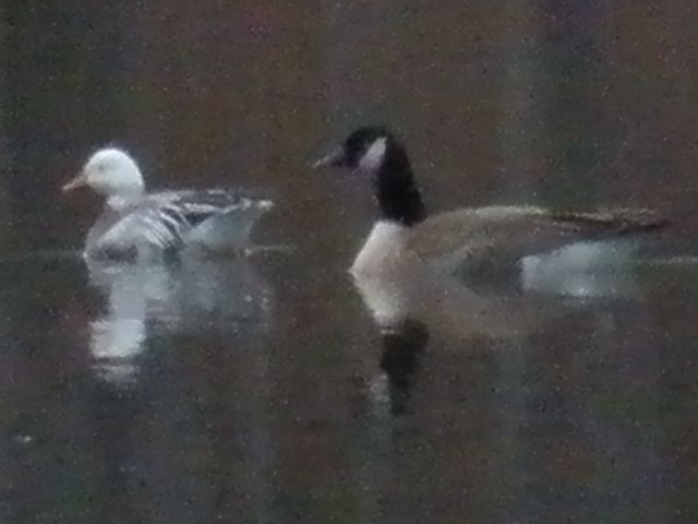 Snow Geese