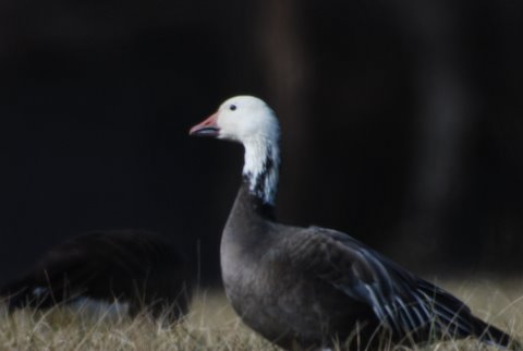 Snow Geese