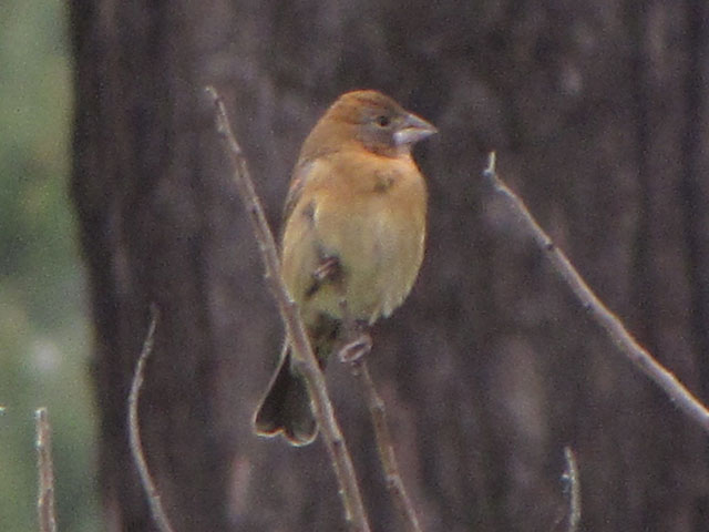 Blue Grosbeak